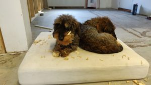 Teckels helpen mee met houtbouw