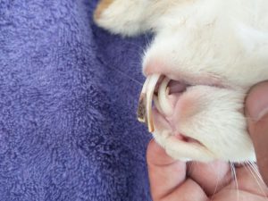 Konijn met doorgegroeide tanden slapend