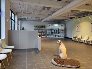 Warme bips voor de kersthond